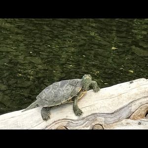 Meet your Posher, Sallie